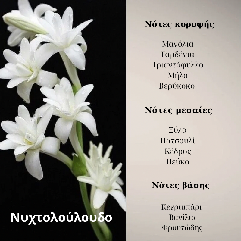 Κερί Σόγιας - Νυχτολούλουδο - Image 2